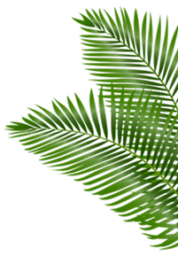 leaf-1